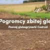 Glebogryzarka spalinowa Cedrus GL08 2,5KM szerokość 42cm