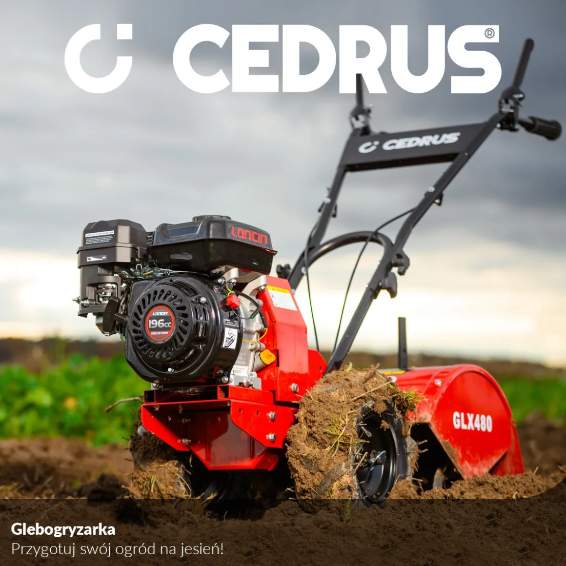 Glebogryzarka z napędem Cedrus GLX480 6,5KM silnik Loncin
